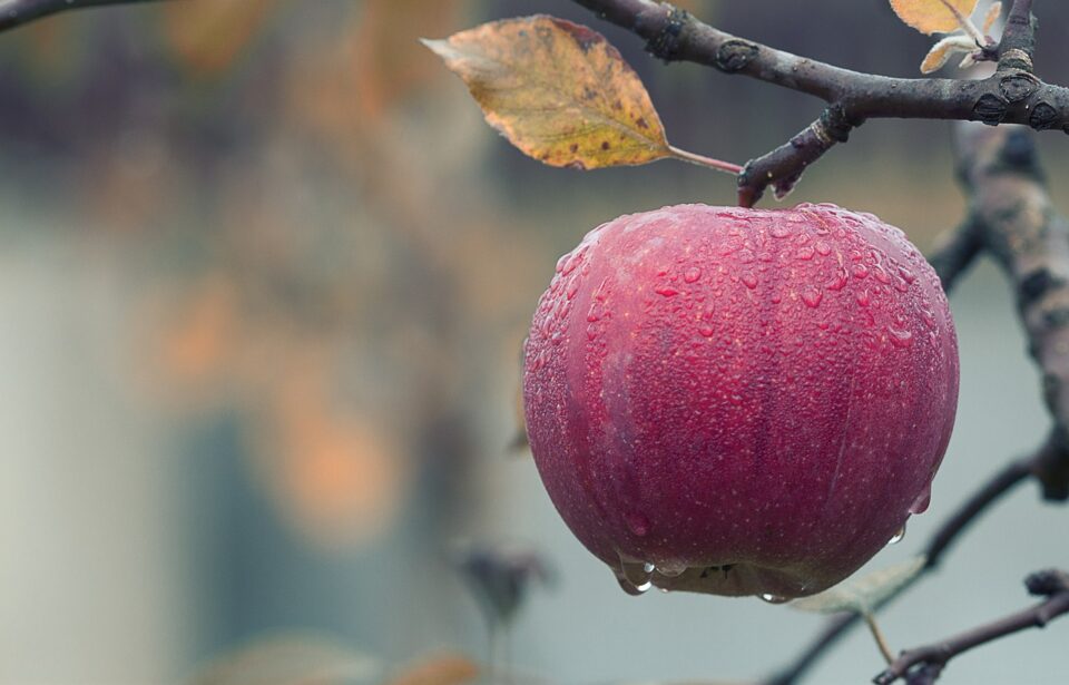 apple, water droplets, fruit