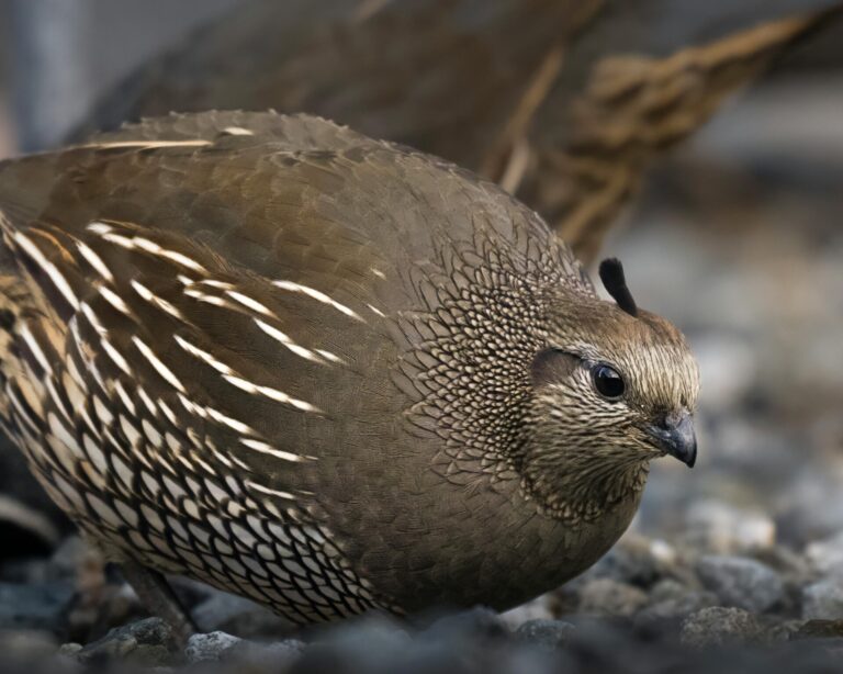 California quail in wenatchee washington