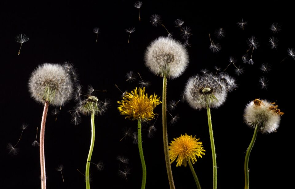 dandelions, flowers, seed head