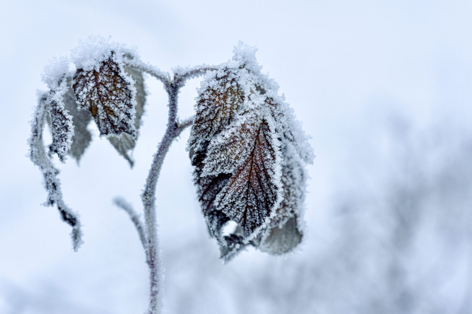 Frost covered leaves in winter scene