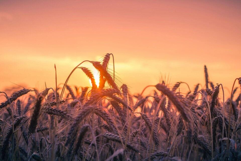 Grass field during golden hour