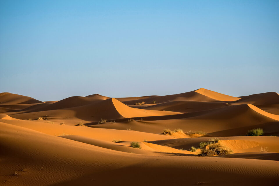 Green bushes on desert