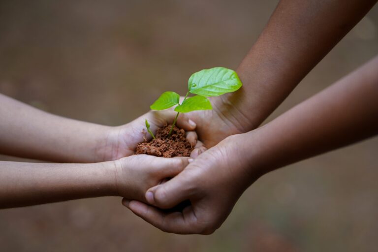 hands, soil, plant