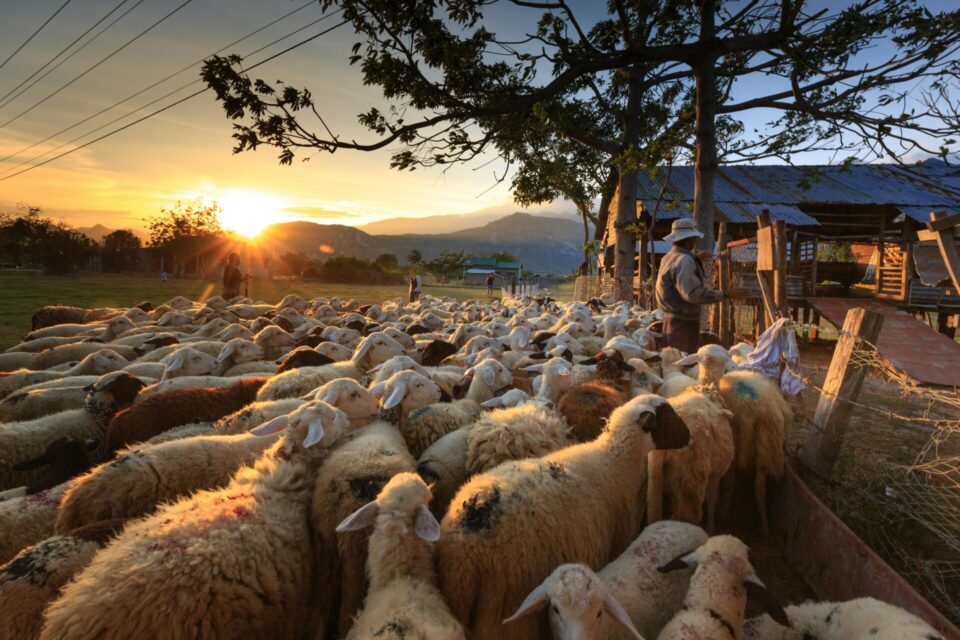 Herd of sheep on focus photography