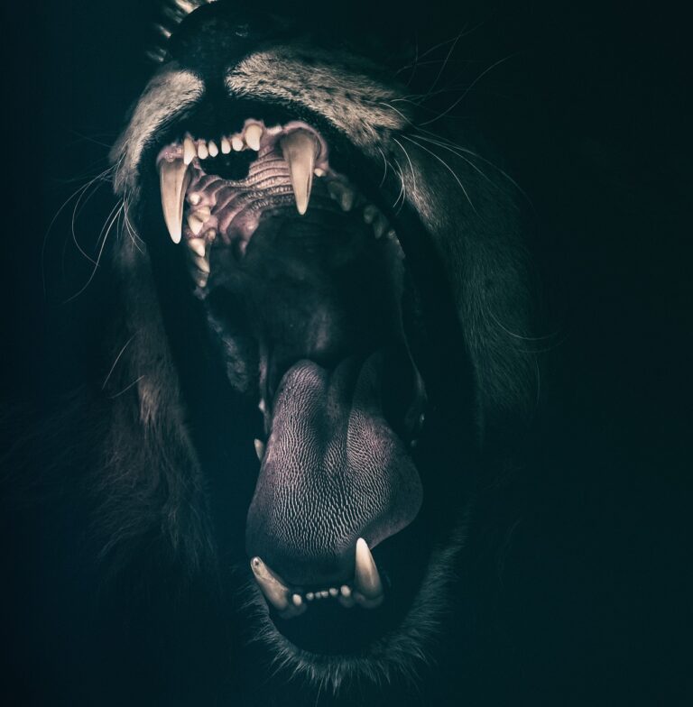 lion, teeth, roar