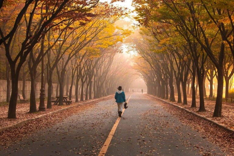 road, pavement, woman, trees, walk, girl, fog, walking, nature, roadway, avenue, mist, leaves, foliage, autumn, fall, park