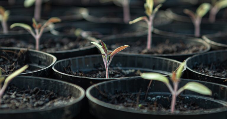 seedlings, tomatoes, growing trays