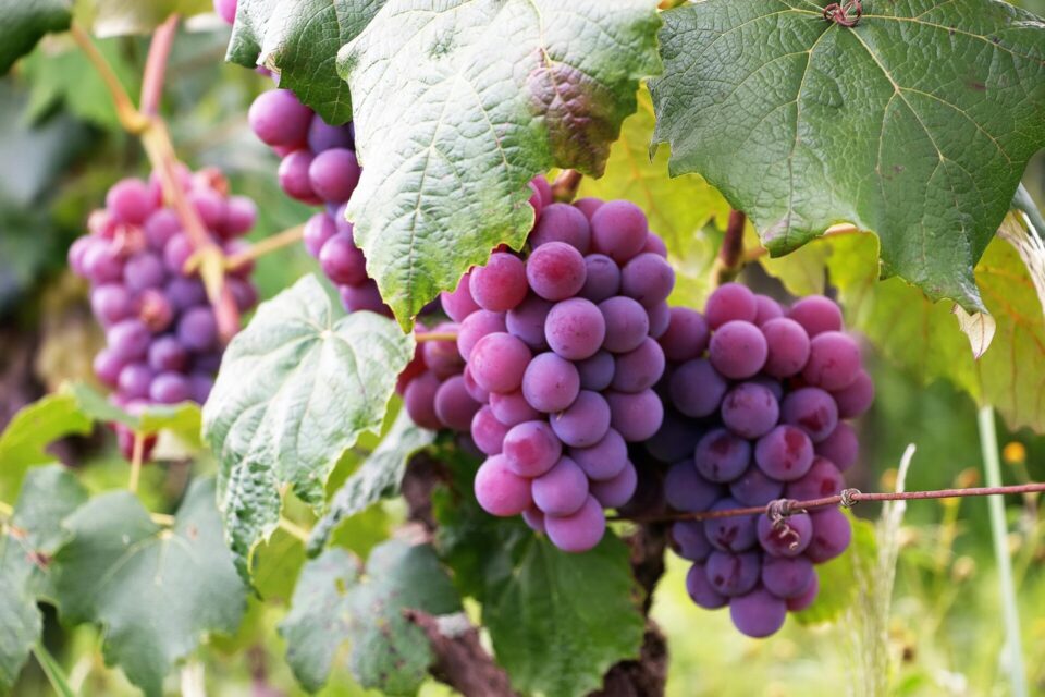 Several bunch of grapes