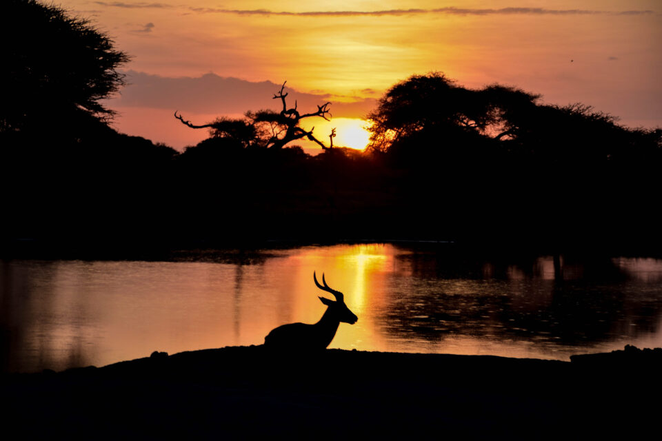 Silhouette view of animal beside lake