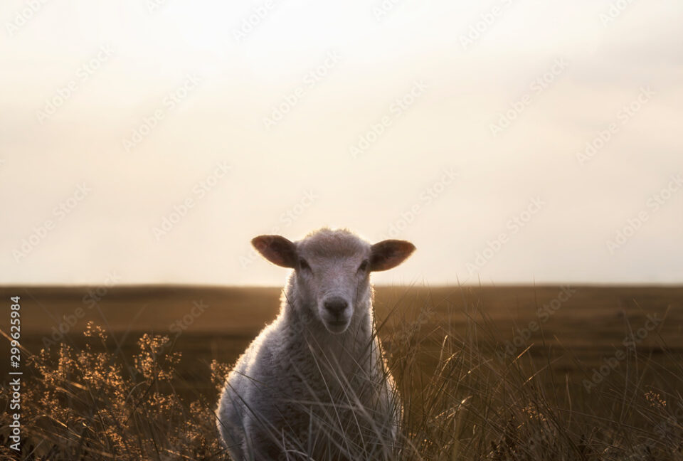 White sheep portrait in high grass on Sylt island at sunrise