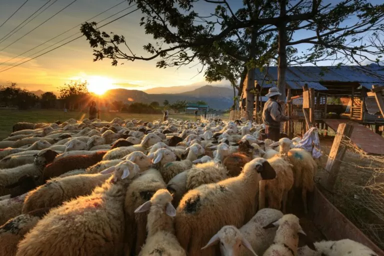 Herd of sheep on focus photography