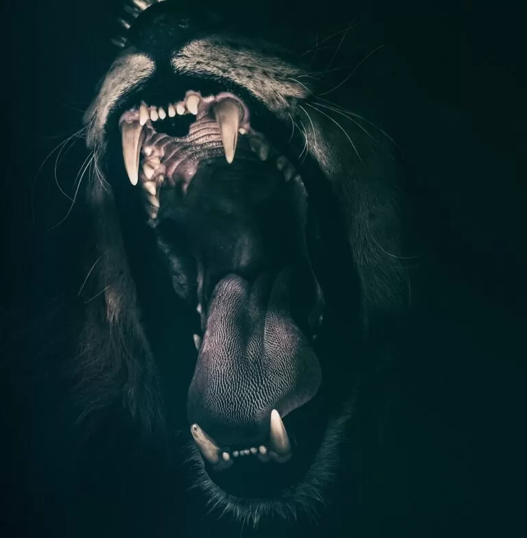 lion, teeth, roar