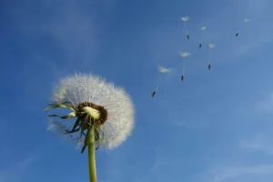 White dandelion under blue sky and white cloud