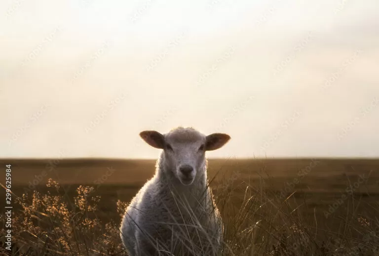 White sheep portrait in high grass on Sylt island at sunrise